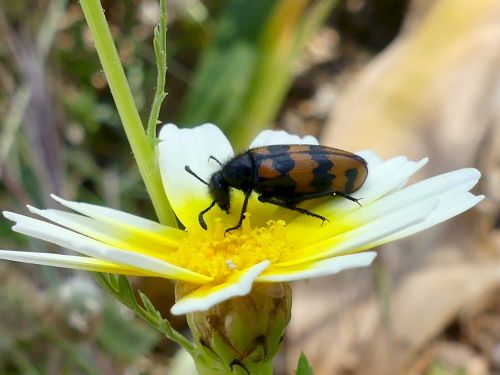 Mylabris pannonica