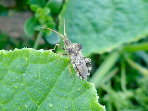 Centrocoris spiniger