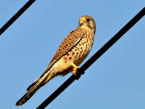 Turmfalke