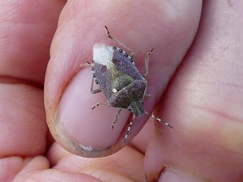Dolycoris baccarum