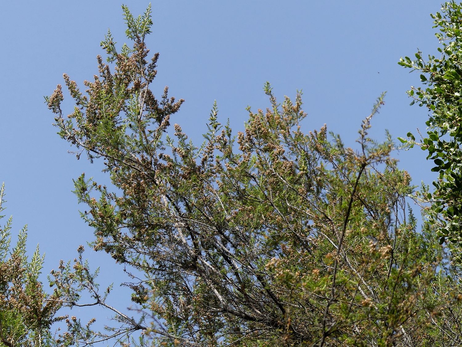 Baumheide, Erica arborea
