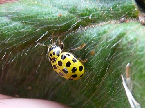 Psyllobora vigintiduopunctata