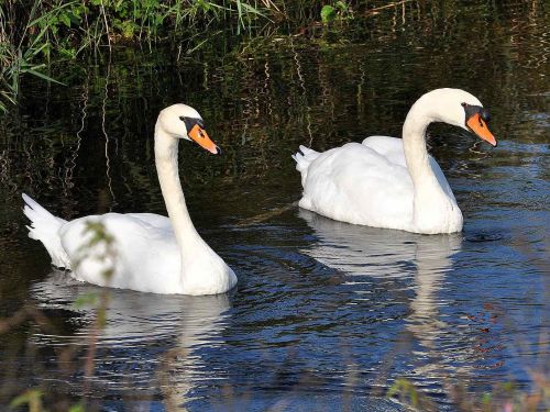 Höckerschwan
