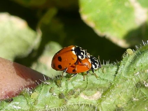 Hippodamia variegata