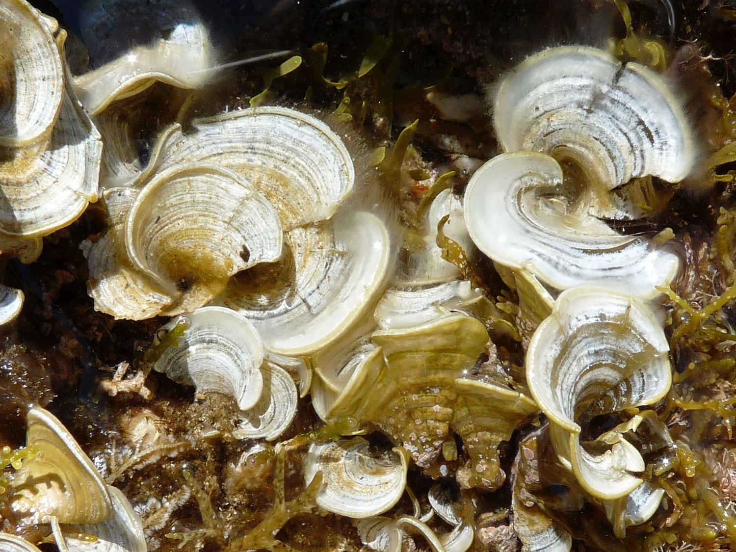 Padina pavonica