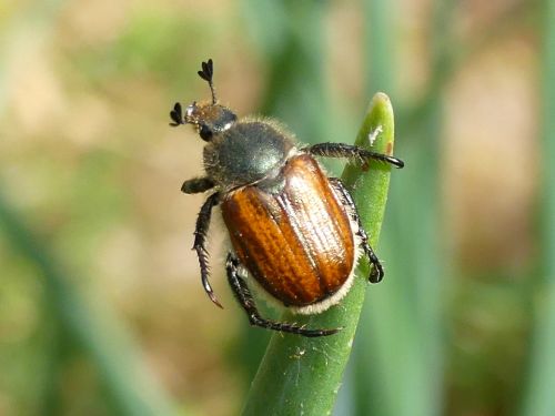 Anisoplia spec.