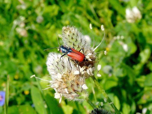 Malachius aeneus