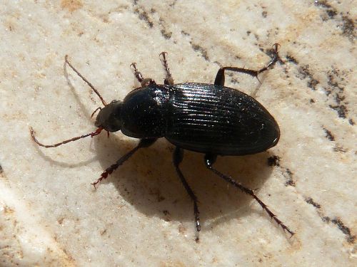 Calathus spec.
