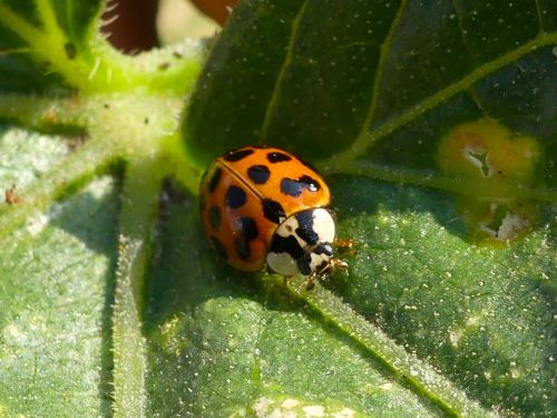 Harmonia axyridis
