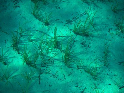 Tanggras, Cymodocea nodosa