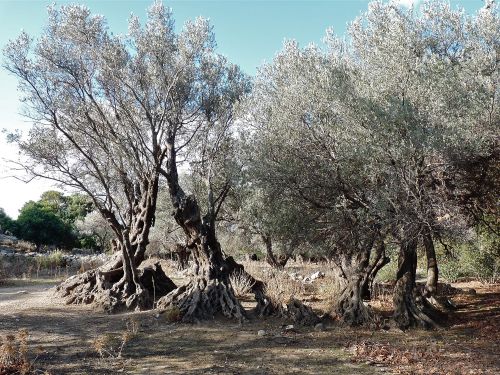 größter Ölbaum