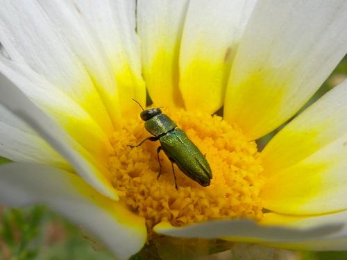 Anthaxia spec.