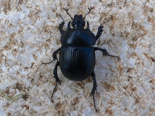 Typhaeus fossor