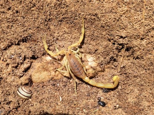 Mesobuthus gibbosus = Aegaeobuthus gibbosus