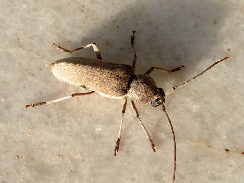 Hesperophanes sericeus
