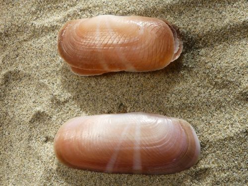 Striegelmuschel, Solecurtus strigilatus