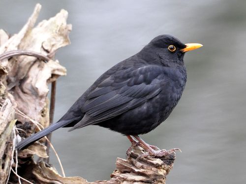 Amsel