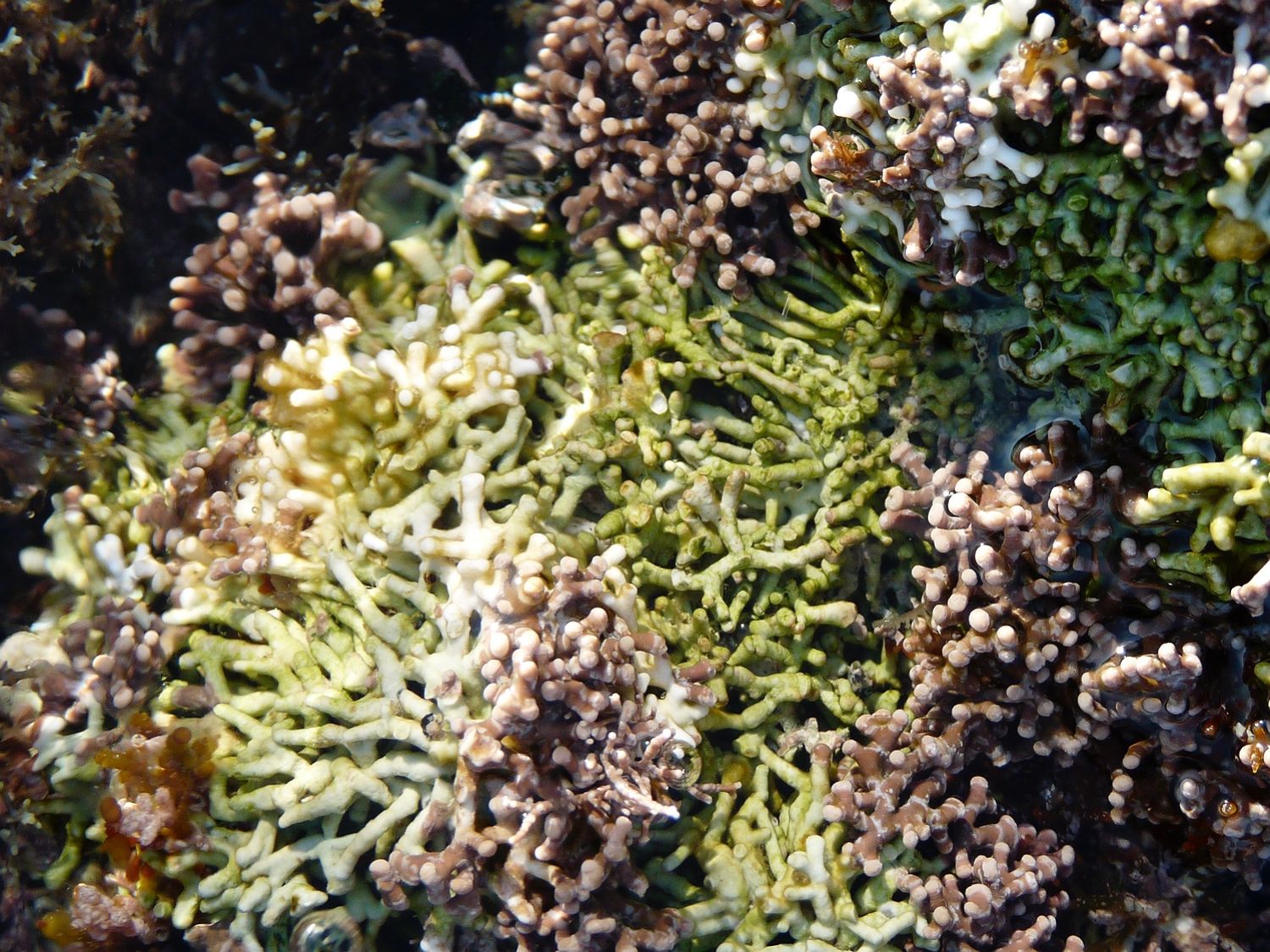 Titanoderma trochanter