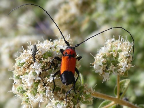 Purpuricenus desfontainii