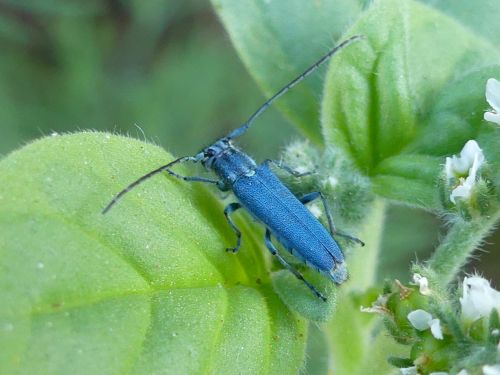 Opsilia coerulescens