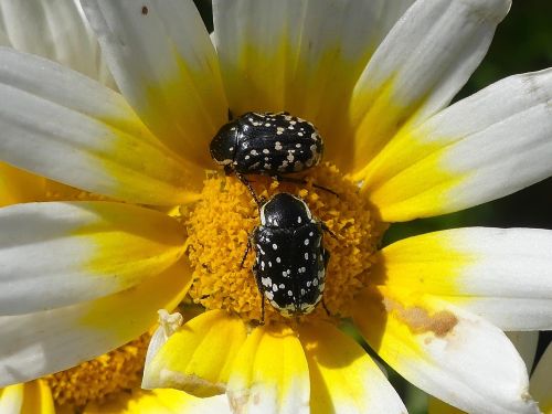 Oxythyrea cinctella