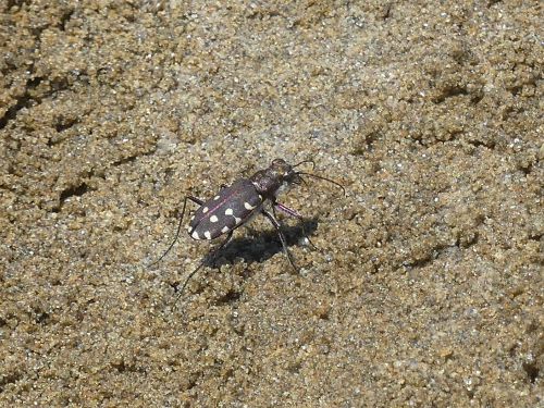 Cicindela (Calomera) littoralis