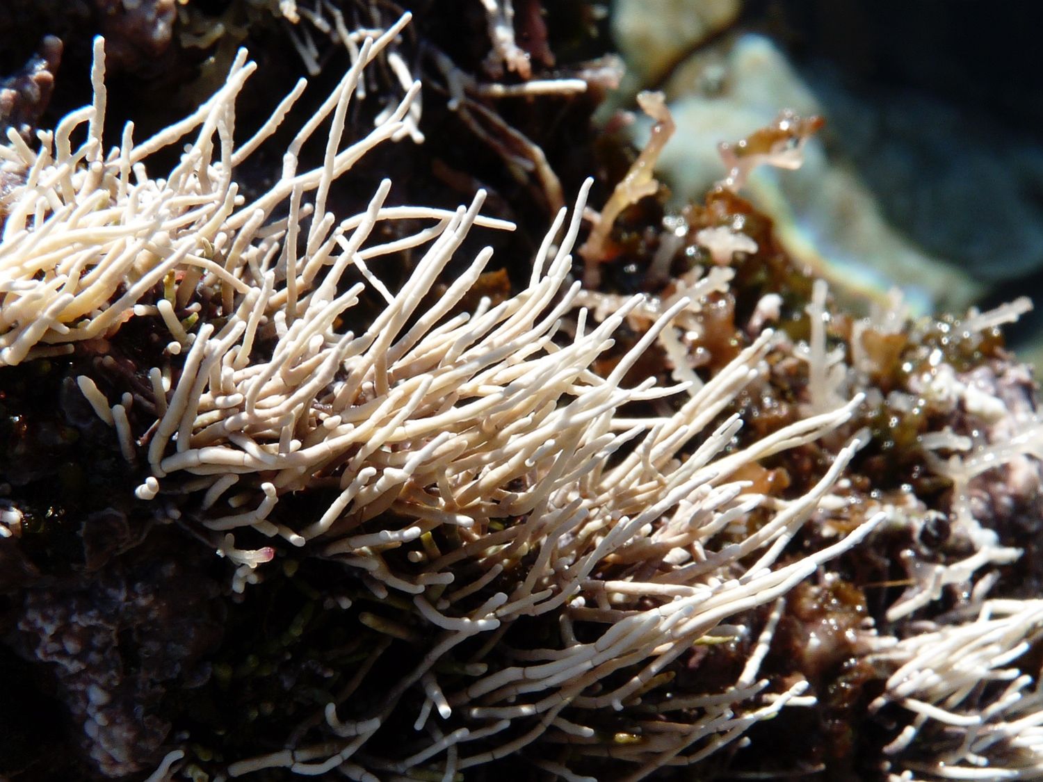 Amphiroa rigida