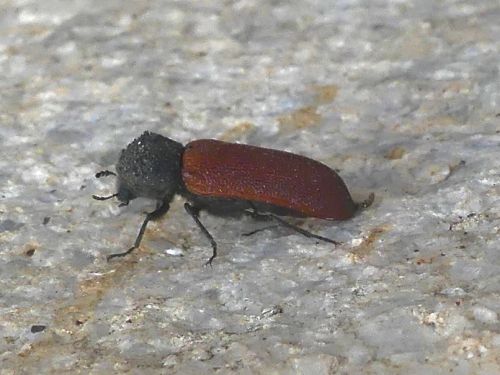 Bostrichus capuzinus