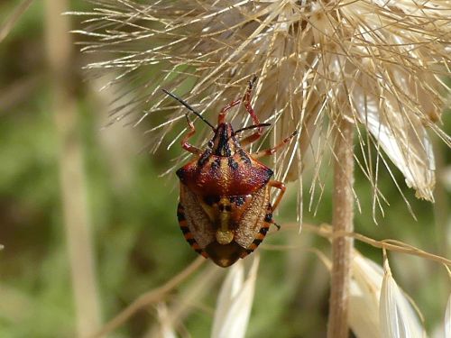 Carpocoris purpureipennis / mediterraneus