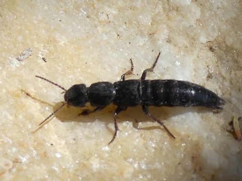 Ocypus spec ?