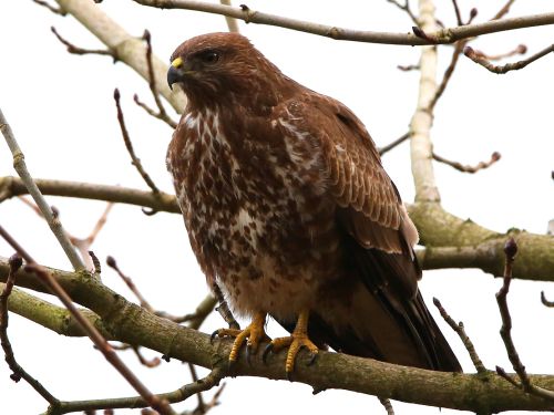Mäusebussard