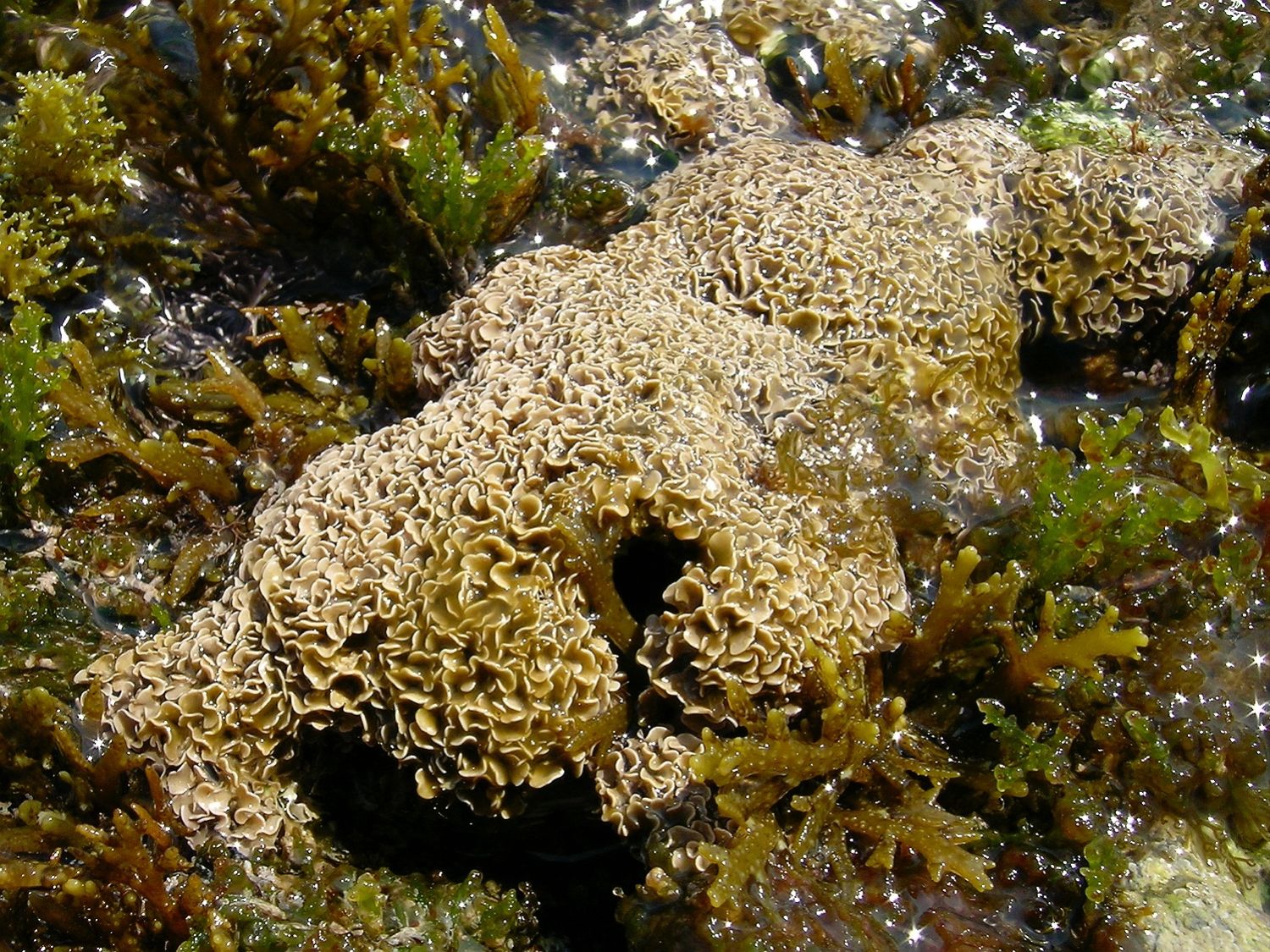 Tenarea tortuosa