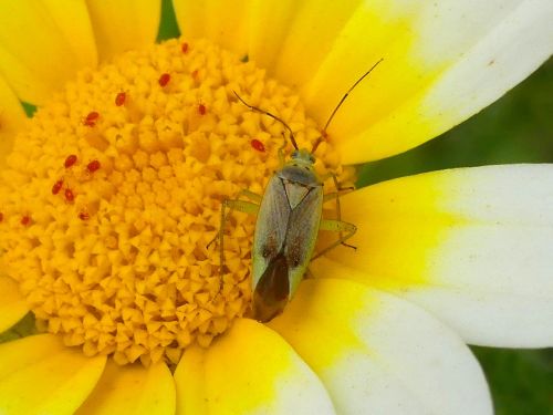 Closterotomus norwegicus