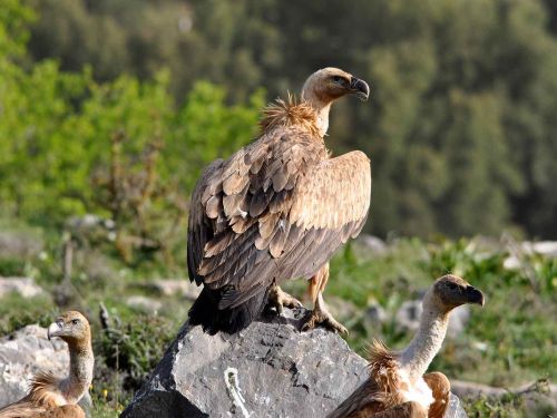 Gänsegeier