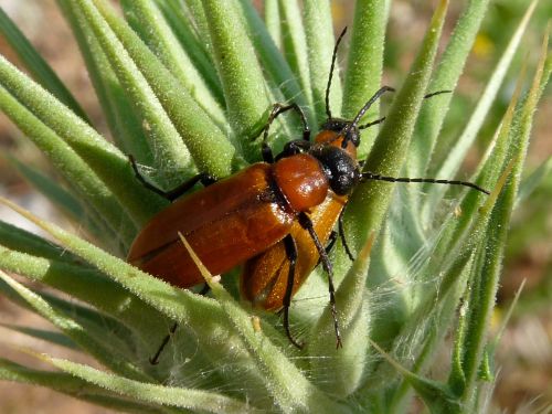 Zonitis immaculata
