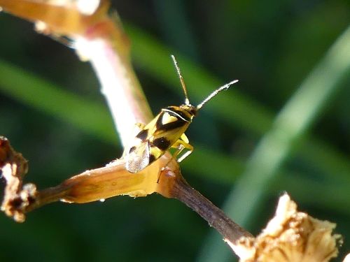 Grypocoris sexguttatus