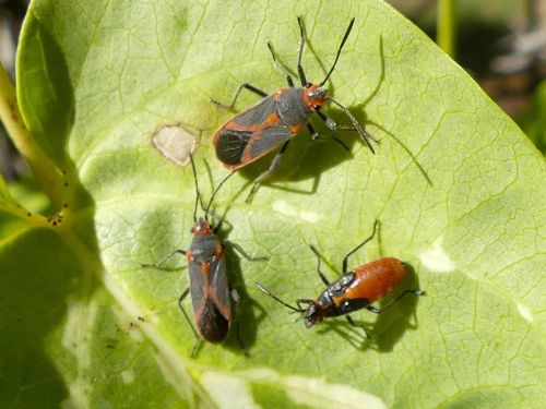 Caenocoris nerii