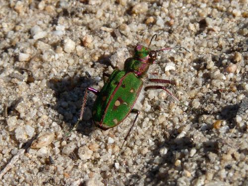 Cicindela campestris