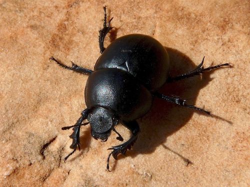 Trypocopris vernalis