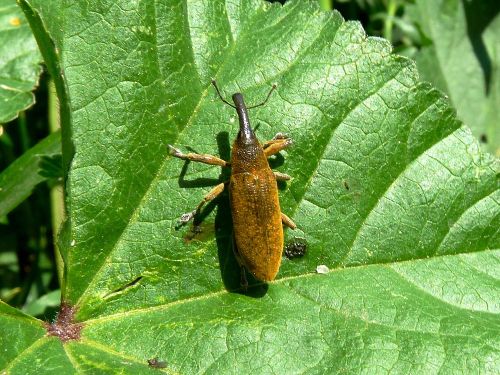 Lixus spec.